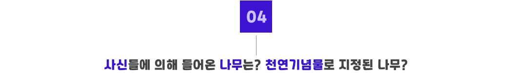 포인트04_백송.jpg